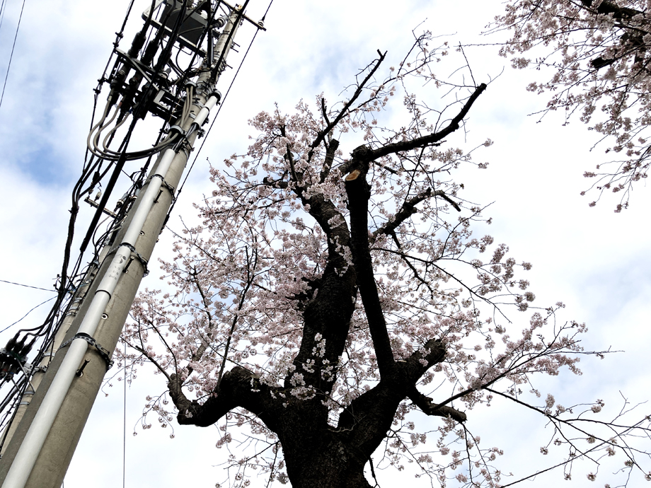 電線のために枝を切られた桜